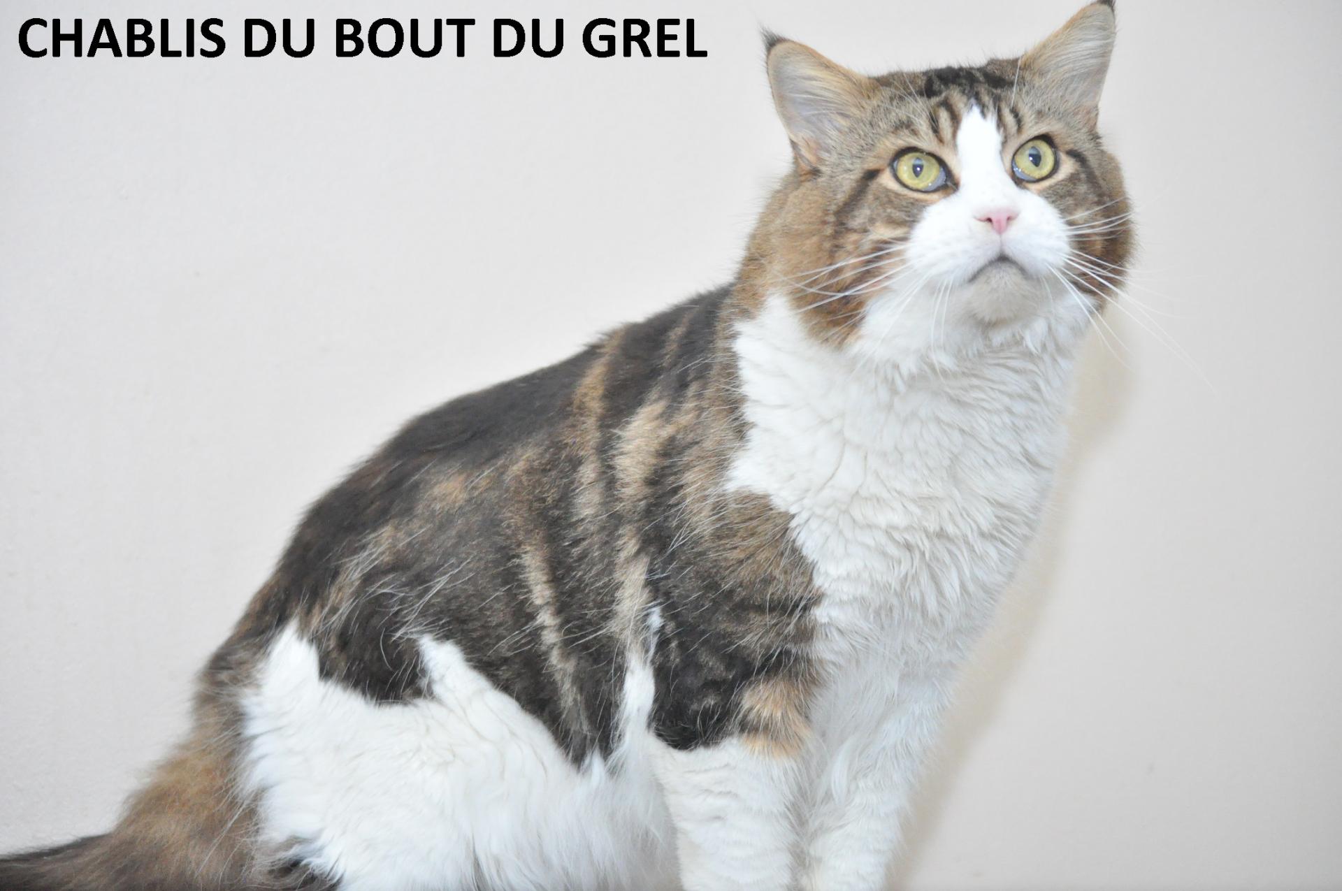 CHABLIS DU BOUT DU GREL